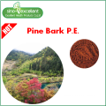 Extrait d&#39;écorce de pin naturel Proanthocyanidines en poudre